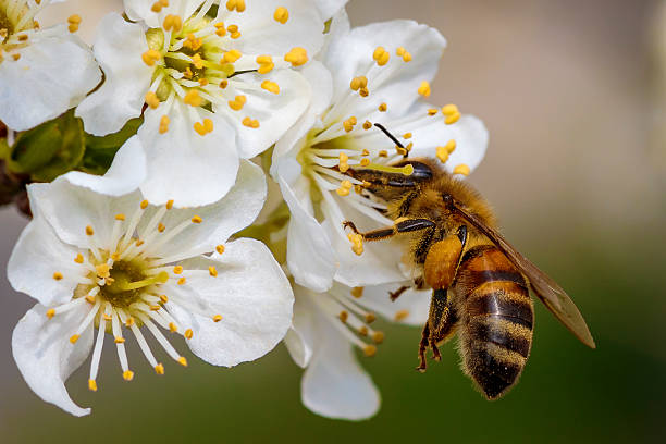 istock Bee on a spring flower collecting pollen and nectar 516980320