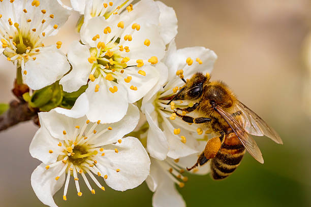 bienen auf einer frühlingsblume sammeln pollen und nektar - biene fotos stock-fotos und bilder