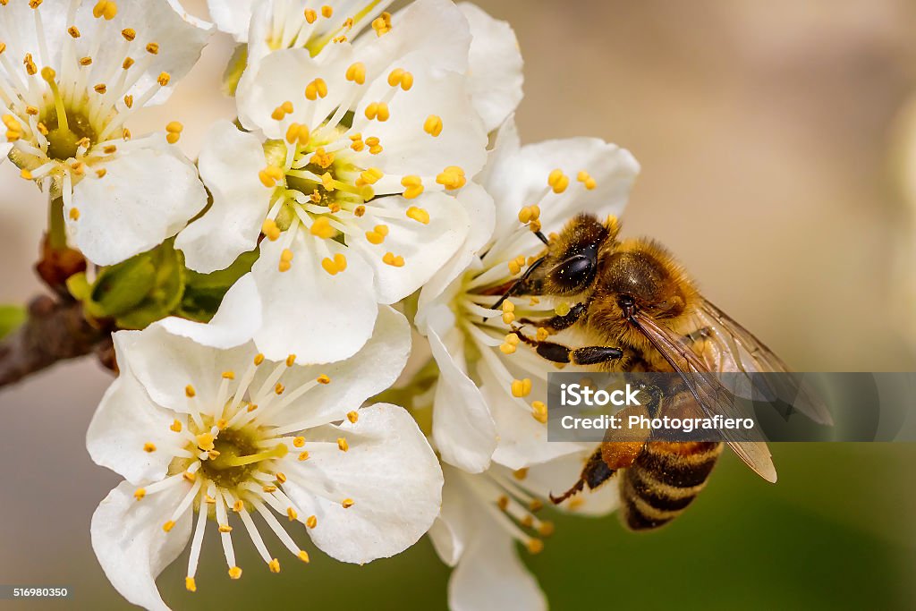 Bee on a spring flower collecting pollen and nectar Bee Stock Photo