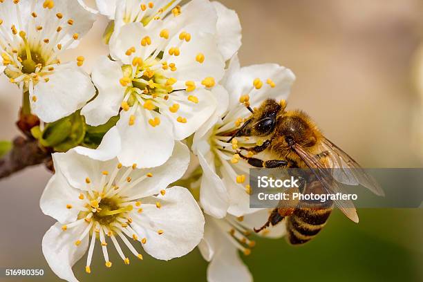 Bee On A Spring Flower Collecting Pollen And Nectar Stock Photo - Download Image Now