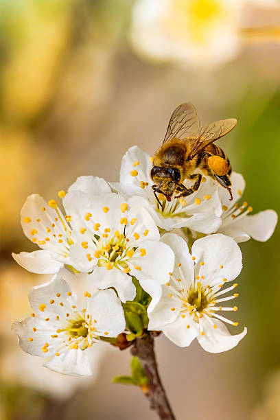 istock Bee on a spring flower collecting pollen and nectar 516980382