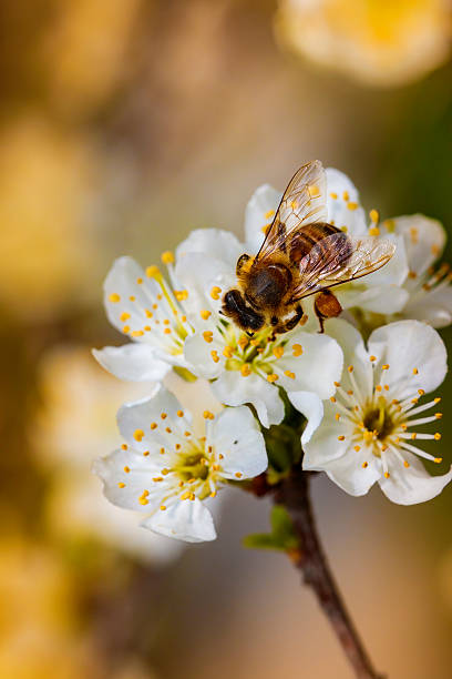 istock Bee on a spring flower collecting pollen and nectar 516980414
