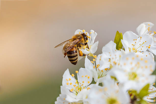 istock Bee on a spring flower collecting pollen and nectar 516980456