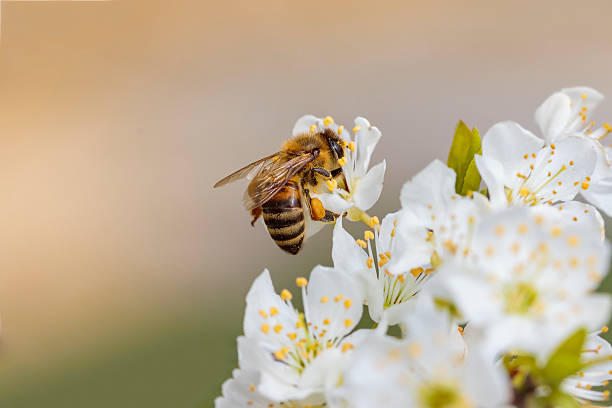 пчела на цветок весны с ремешками пыльца нектар и сбор - close up touching animal antenna стоковые фото и изображения