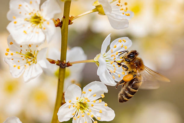 istock Bee on a spring flower collecting pollen and nectar 516980500