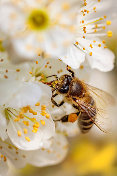 istock Bee on a spring flower collecting pollen and nectar 516980520