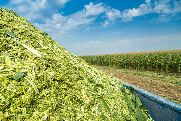 orn de ensilaje verde maíz en campo verde vástagos - silage field hay cultivated land fotografías e imágenes de stock