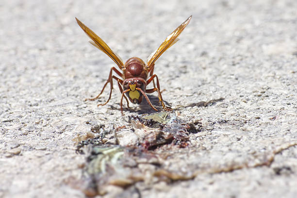 istock The Oriental hornet Vespa orientalis 516981381