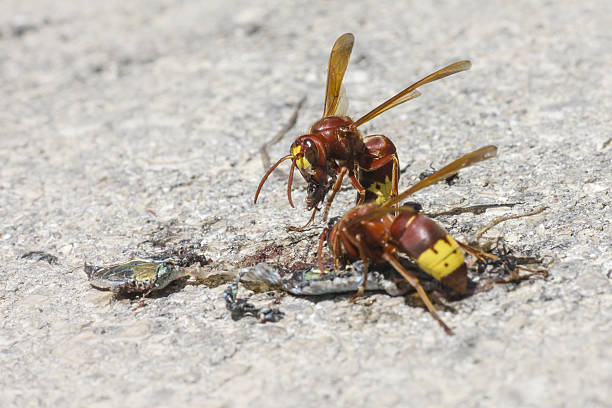 The Oriental hornet Vespa orientalis