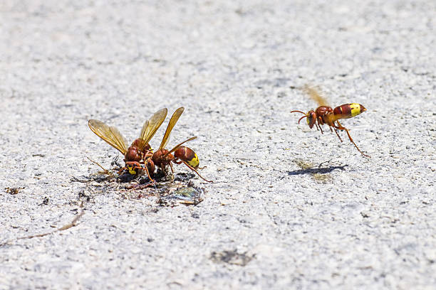istock The Oriental hornet Vespa orientalis 516981391