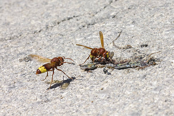 istock The Oriental hornet Vespa orientalis 516981393