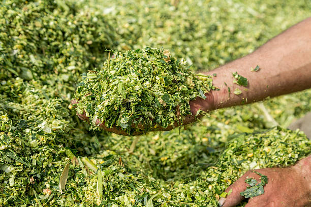 mãos de fazendeiro, segurando recém-colhidas ceifeiro de milho milho - corn crop corn genetic modification crop - fotografias e filmes do acervo