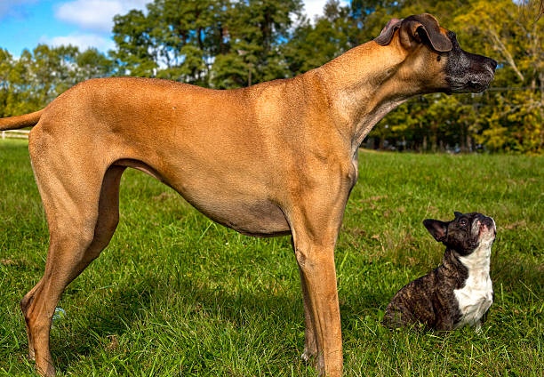 Fawn Great Dane and brindle French bulldog friends in green field