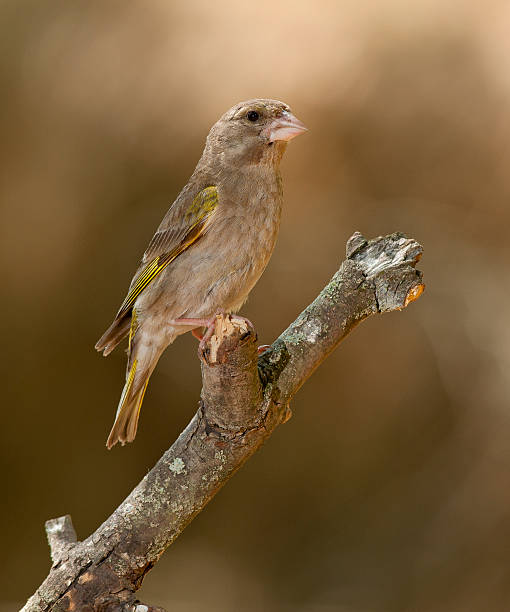 istock European greenfinch, or just greenfinch (Chloris chloris) 516981993