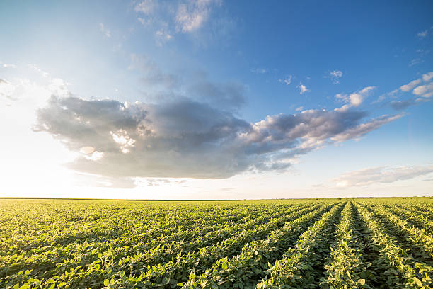 istock Green ripening soybean field, agricultural landscape 516982490