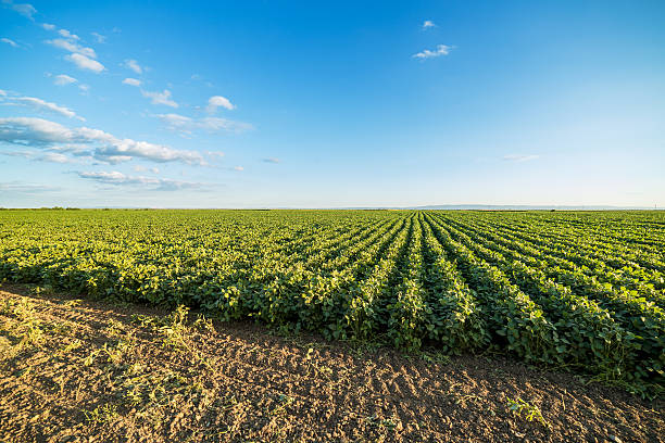 istock Green ripening soybean field, agricultural landscape 516982886