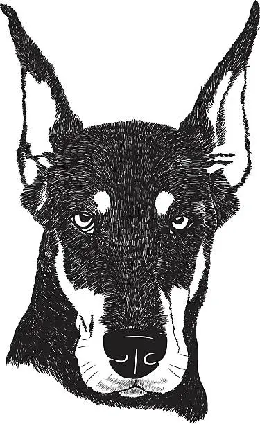 Vector illustration of Doberman pinscher dog portrait illustration in vector