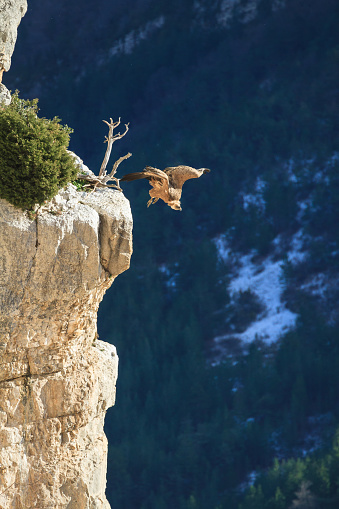 griffon vulture taking off from a cliff in the Drôme, France