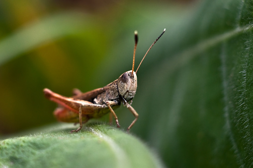 Grey grasshopper sitting on a green leaf