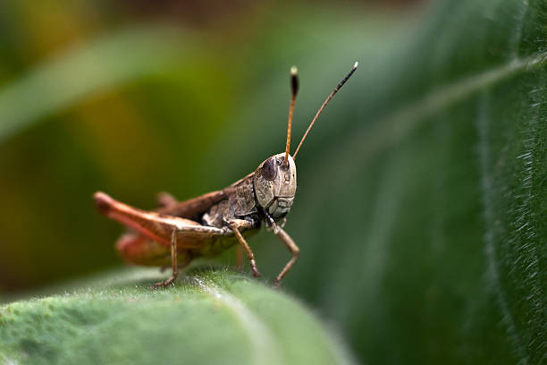 grasshopper sentado em uma folha de - cricket locust grasshopper insect - fotografias e filmes do acervo