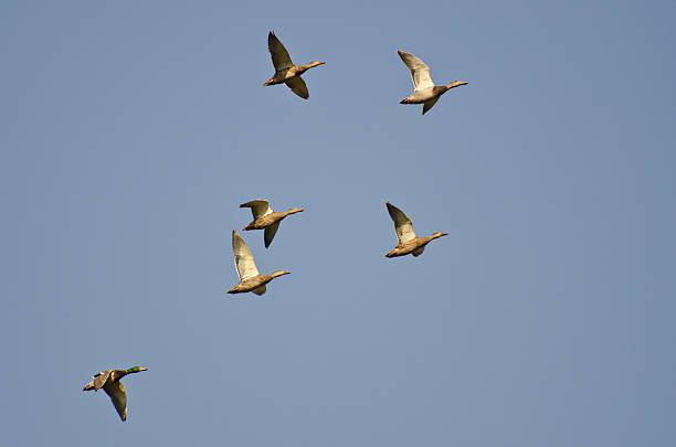 istock Flock of Mallard Ducks Flying in a Blue Sky 516983785
