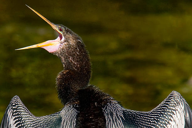 Anhinga 1 Anhinga appears to be yawning. ding darling national wildlife refuge stock pictures, royalty-free photos & images