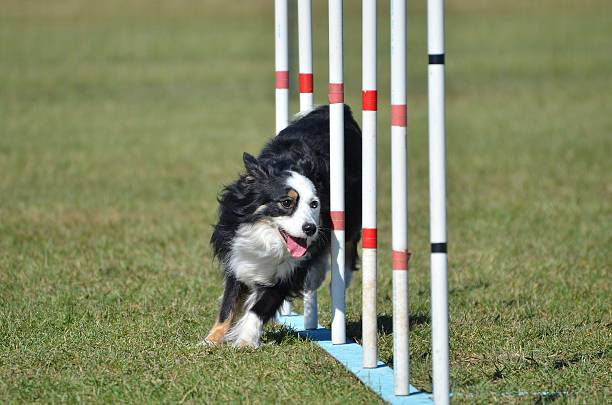 istock Miniature American (formerly Australian) Shepherd at Dog Agility Trial 516984146