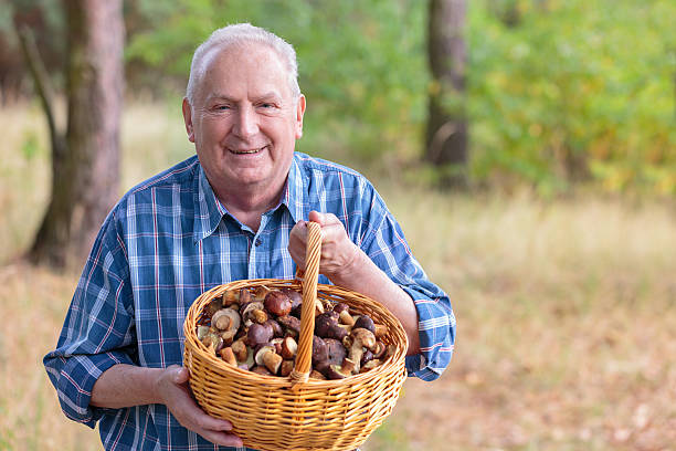istock Senior man picking mushrooms in the forest 516984221