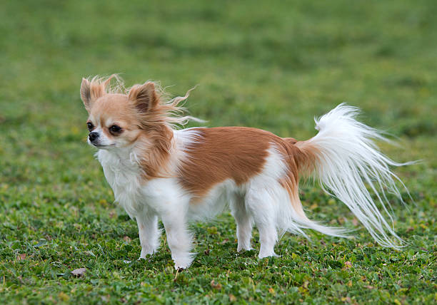 istock chihuahua in the wind 516984484