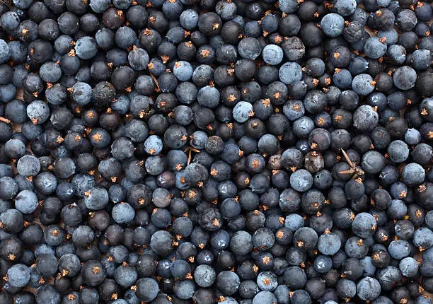 This is a pile of juniper berries.