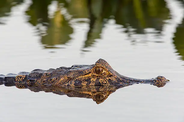 Photo of Lurking Caiman