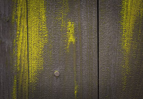 Old dark destroyed wooden wall background with green lichens. Ideal background