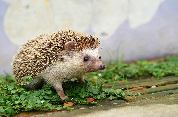 Hedgehog stock photo