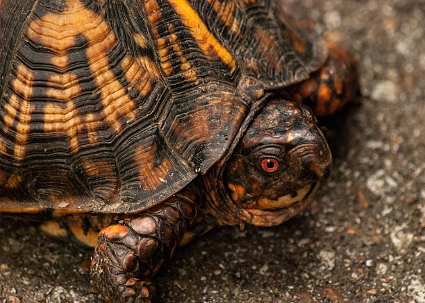 tortuga caja - ecosystem animals in the wild wood turtle fotografías e imágenes de stock