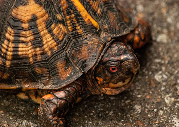tartaruga ornamentada de caixa - ecosystem animals in the wild wood turtle imagens e fotografias de stock