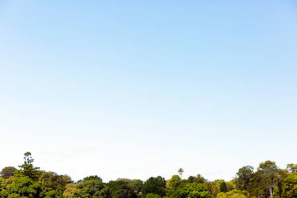 céu e árvores, natureza bautiful fundo, cópia espaço - treetop tree sky blue imagens e fotografias de stock