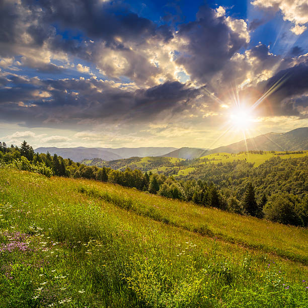 istock coniferous forest on a  mountain slope at sunset 516985383