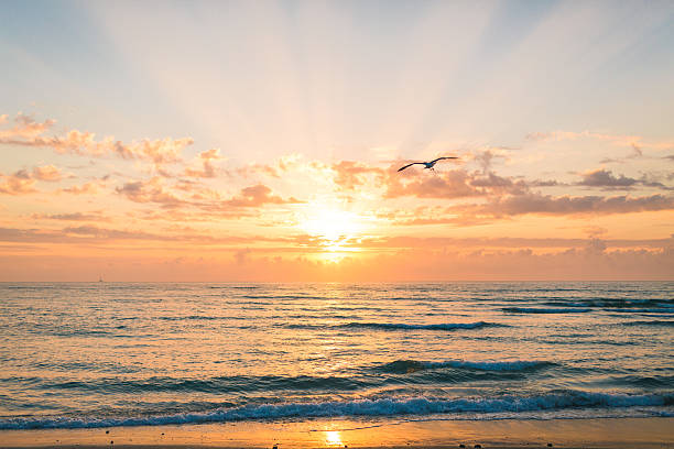 istock Bird Flying into a Palm Beach Sunrise 516985442