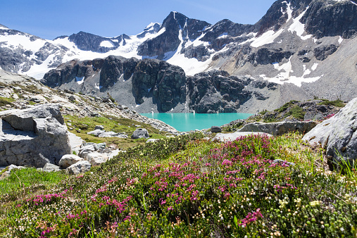 The turquoise waters of Wedgemount Lake are dwarfed by glaciated  Wedge and Parkhurst Mountains near Whistler, BC, Canada. Pink and vanilla-colored alpine flowers fill the foreground.