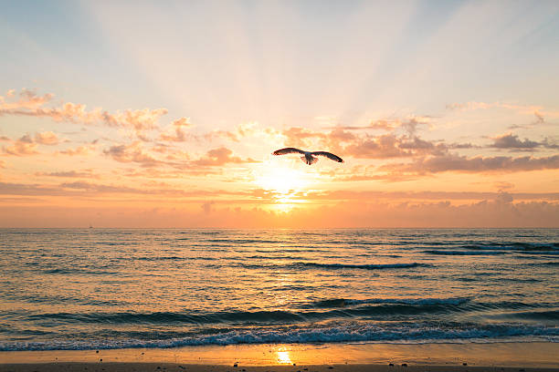 istock Bird Flying Over Palm Beach at Sunrise 516986074