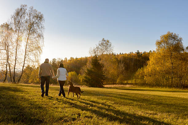 Couple walk dog autumn sunset countryside meadow stock photo