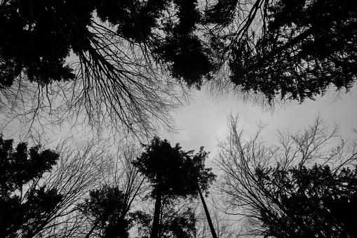 El bosque virgen expuesto ramas blanco y negro photo