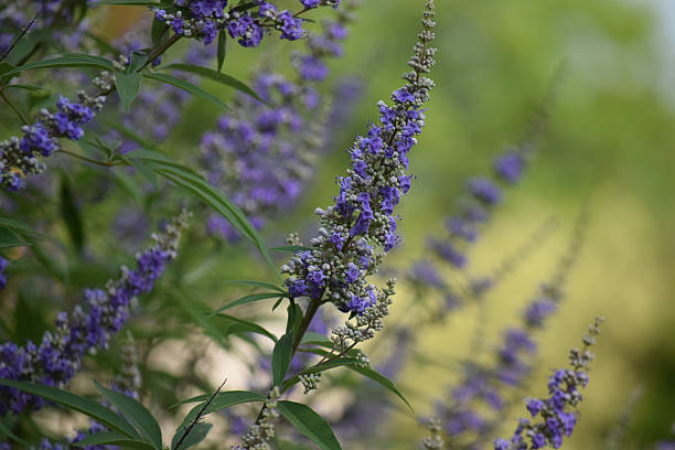 istock Vitex Plant, Texas Lilac, Chaste Tree, Purple Flowering Landscape Shrub 516986491