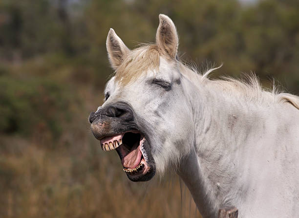 Portrait of black horse with white stripe yawning