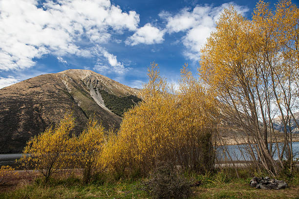 arbres en automne - arthurs pass national park photos et images de collection