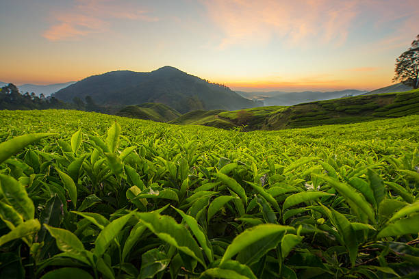 teeplantage in cameron highlands, malaysia - echter teestrauch stock-fotos und bilder