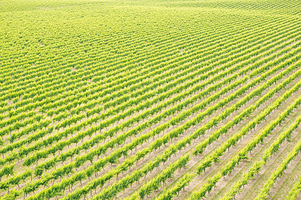 istock Lines of grapes background 516987962