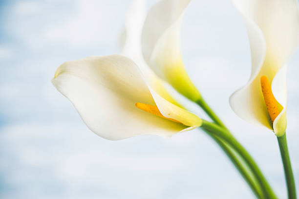 pasqua fiori calla scatto contro sfondo blu - lily calla lily flower single flower foto e immagini stock