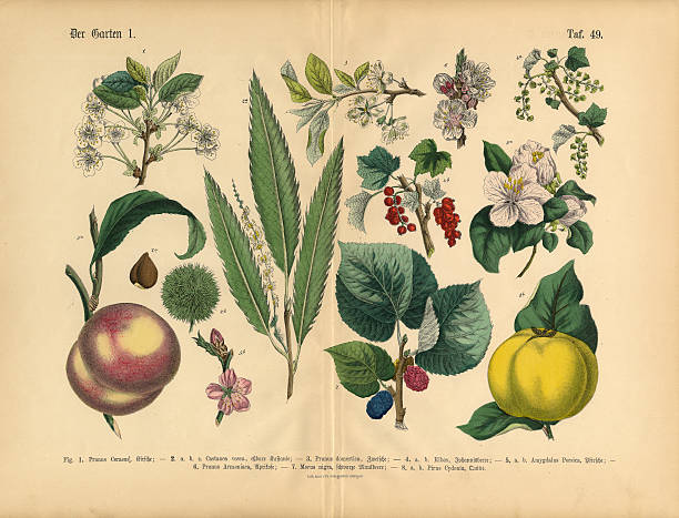 stockillustraties, clipart, cartoons en iconen met fruit, vegetables and berries of the garden, victorian botanical illustration - kruidengeneeskunde illustraties