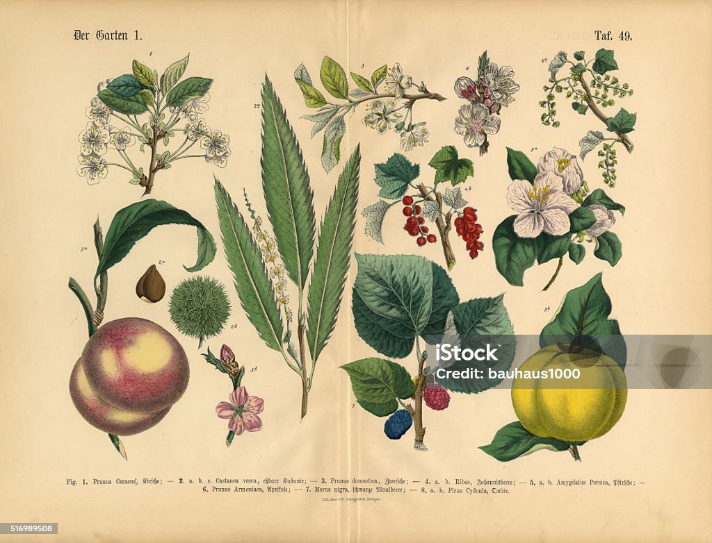 Fruit, Vegetables and Berries of the Garden, Victorian Botanical Illustration Very Rare, Beautifully Illustrated Antique Engraved Victorian Botanical Illustration of Fruit, Vegetables and Berries of the Garden: Plate 49, from The Book of Practical Botany in Word and Image (Lehrbuch der praktischen Pflanzenkunde in Wort und Bild), Published in 1886. Copyright has expired on this artwork. Digitally restored. Illustration stock illustration